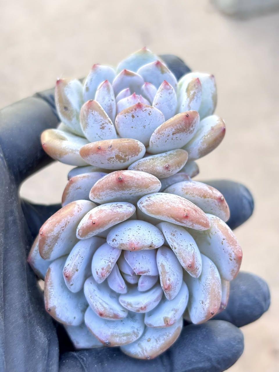 Echeveria Snow Hibiscus | Live Succulent Plant | Korean Succulent | Rare Imported Echeveria | Imported Plants