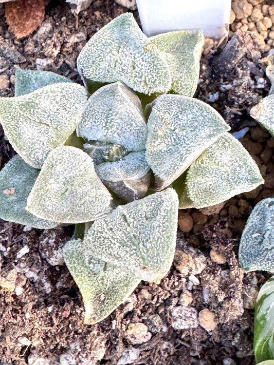 Haworthia Horikawa | Live Succulent Plant | Korean Succulent | Rare Imported Haworthia | Imported Plants