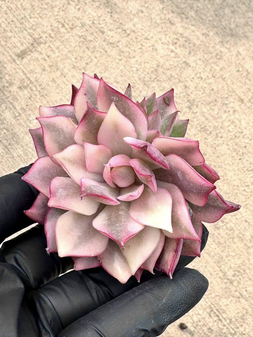 Echeveria Lotus Lamp Variegated | Rare Imported Succulent | Collector’s Succulent