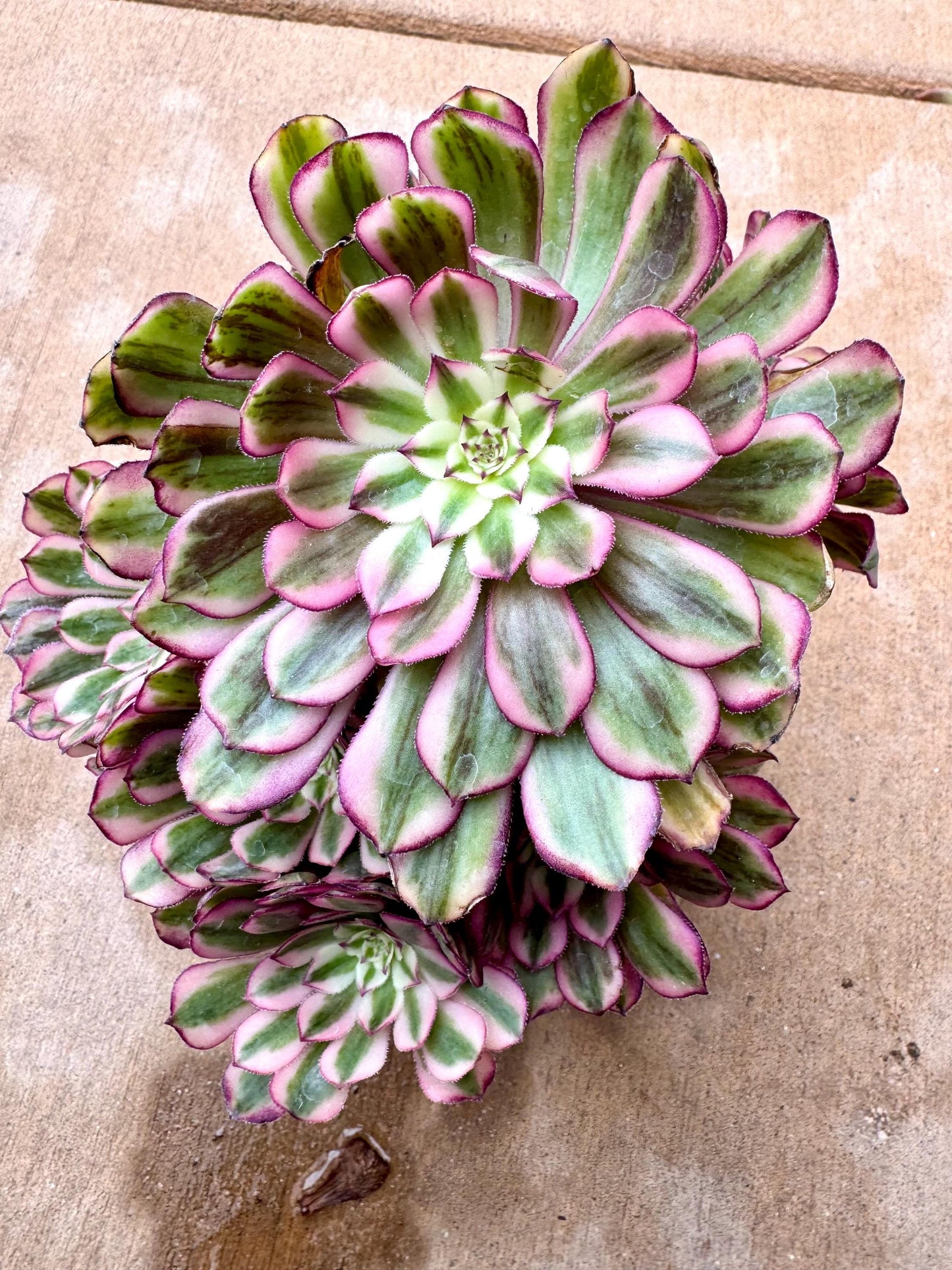 Variegated Aeonium Pure Moonlight Variegated | Rare Imported Succulent | Collector’s Succulent