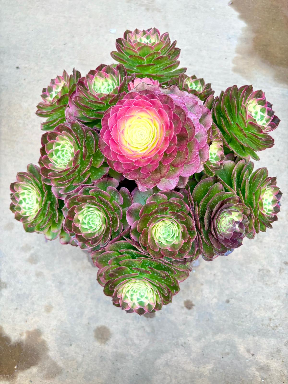 Aeonium Green Medusa Variegated | Live Succulent Plant | Rare Imported Aeonium | Imported Plants