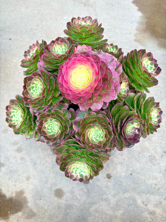 Aeonium Green Medusa Variegated | Live Succulent Plant | Rare Imported Aeonium | Imported Plants