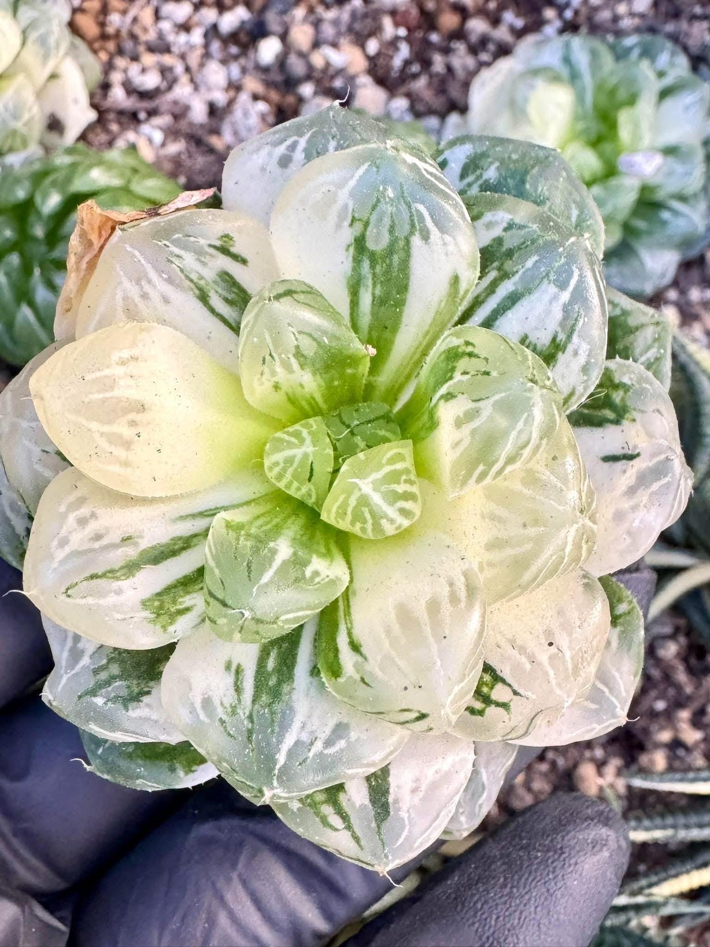 Haworthia Ice Lantern Crystal | Live Succulent Plant | Korean Succulent | Variegated Echeveria | Imported Plants