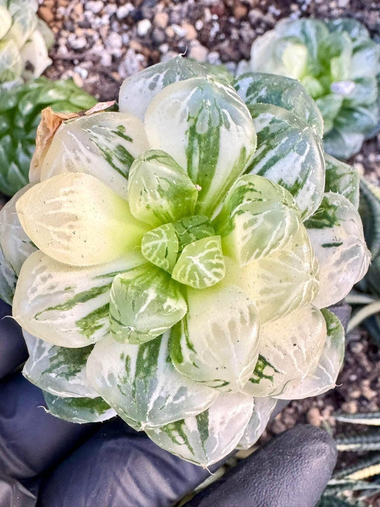 Haworthia Ice Lantern Crystal | Live Succulent Plant | Korean Succulent | Variegated Echeveria | Imported Plants