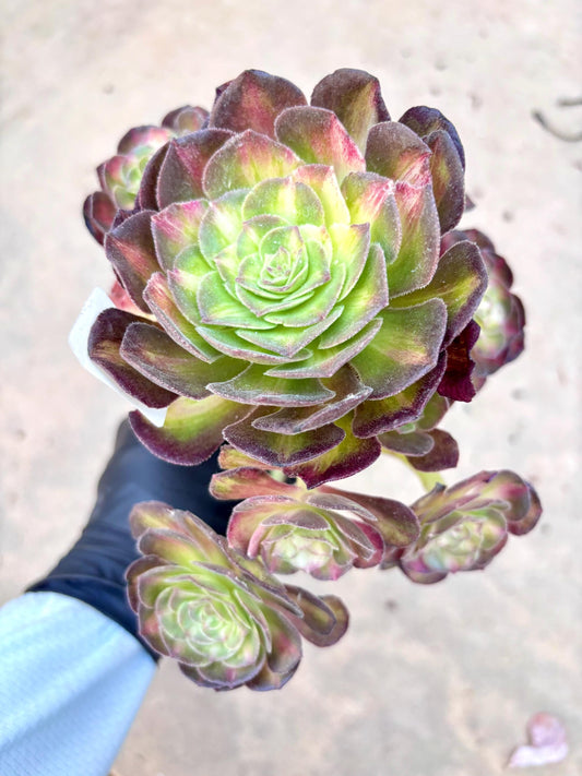 Aeonium Sea Coral Rainbow | Live Succulent Plant | Korean Succulent | Rare Imported Echeveria | Imported Plants
