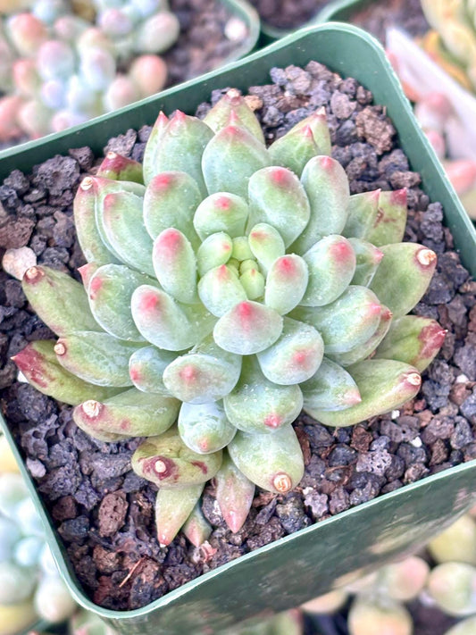 Echeveria Poppy | Live Succulent Plant | Korean Succulent | Rare Imported Echeveria | Imported Plants