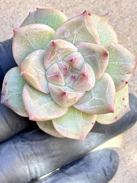Echeveria Marigold size ~2.25” | Live Succulent Plant | Korean Succulent | Variegated Echeveria | Imported Plants | Echeveria Clusters