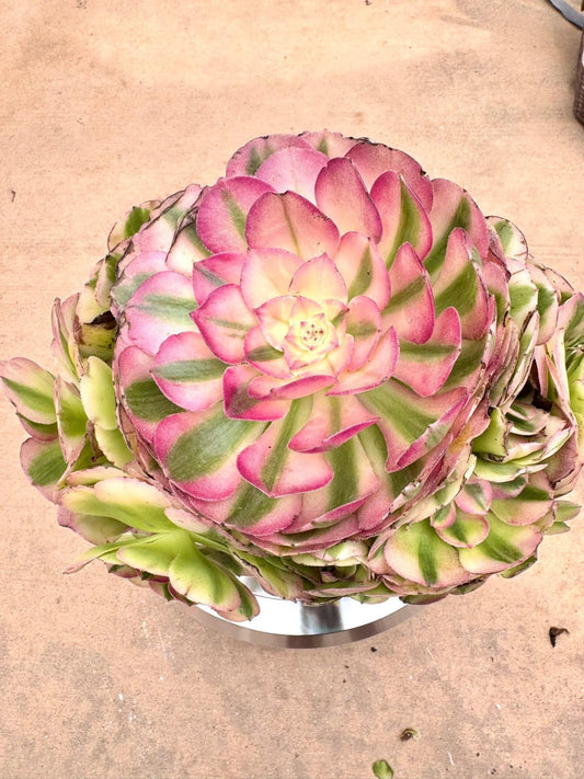 Aeonium Red Halloween Variegated | Live Succulent Plant | Rare Imported Aeonium | Imported Plants