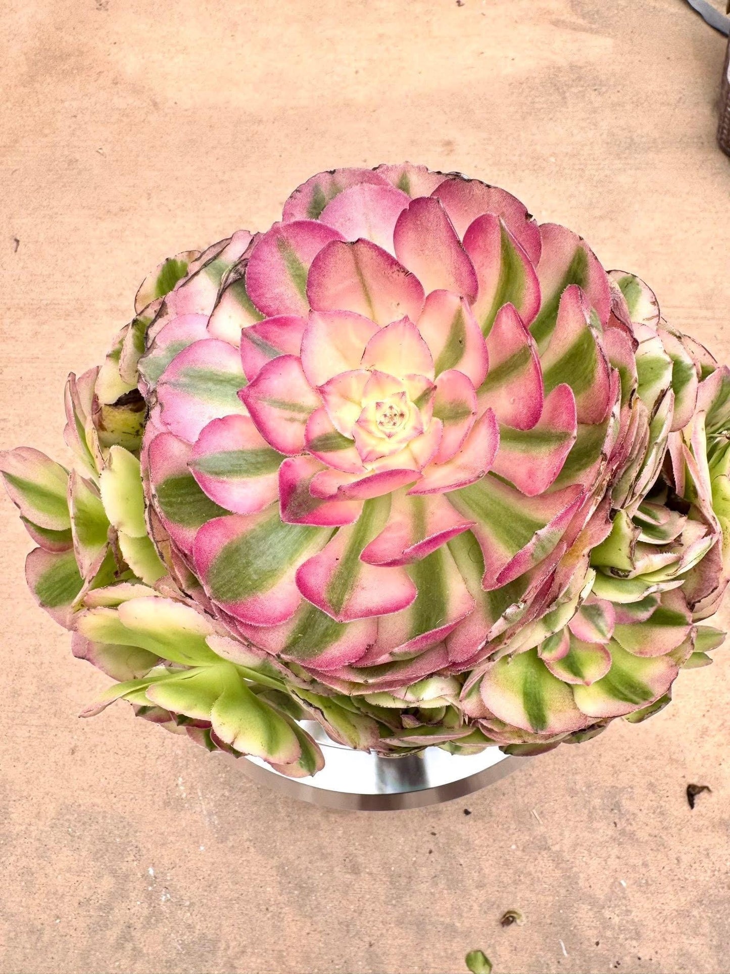 Aeonium Red Halloween Variegated | Live Succulent Plant | Rare Imported Aeonium | Imported Plants