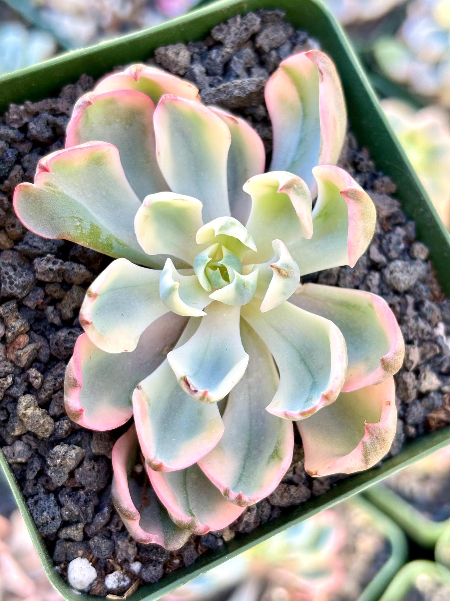 Echeveria Raindrop Variegated | Live Succulent Plant | Rare Imported Echeveria | Imported Plants