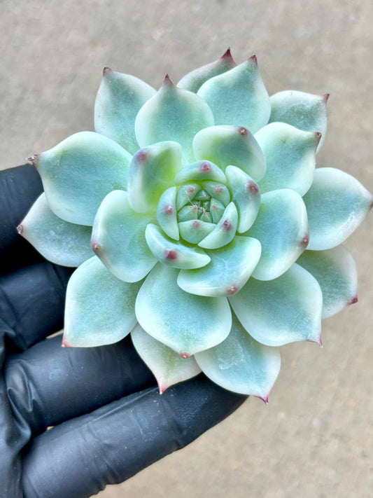 Echeveria Chihuahuaensis aurea variegated | Live Succulent Plant | Imported Plants | Imported Echeveria