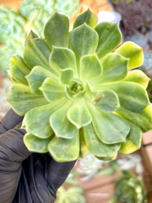 Echeveria Omargaret Variegated | Live Succulent Plant | Korean Succulent | Rare Imported Echeveria | Imported Plants