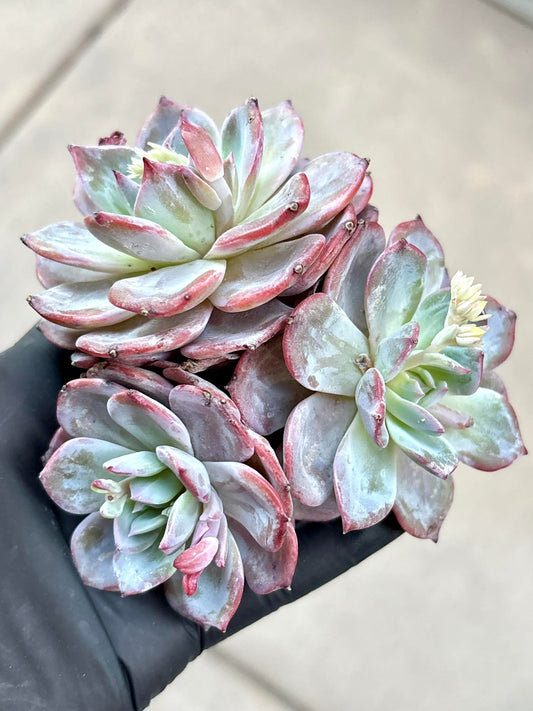 Echeveria Senshigun | Live Succulent Plant | Imported Plants | Imported Echeveria