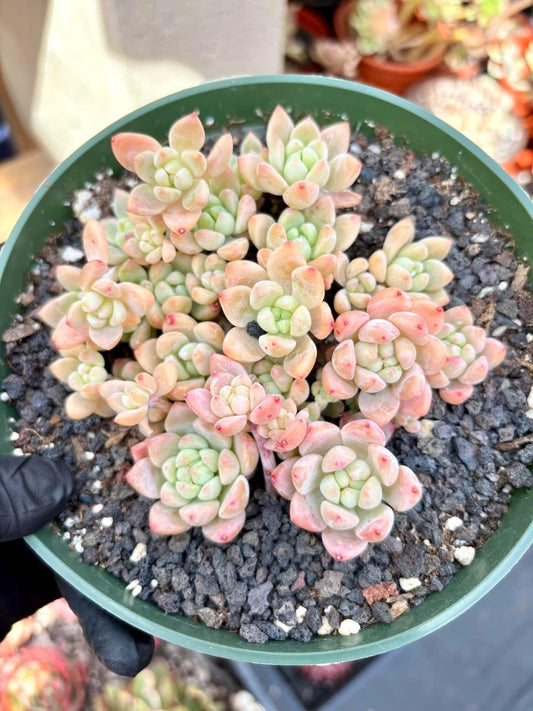Echeveria Cheesecake | Live Succulent Plant | Korean Succulent | Variegated Echeveria | Imported Plants | Echeveria Clusters