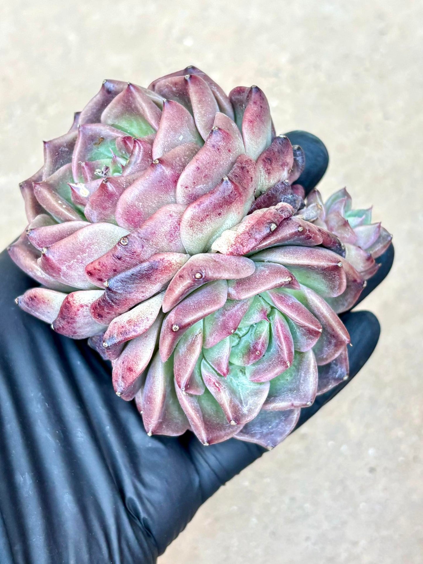 Echeveria Mocca | 4” pot | Live Succulent Plant | Korean Succulent | Variegated Pachyveria | Imported Plants | Echeveria Clusters