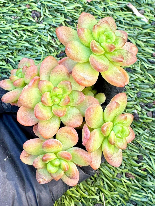 Echeveria Shangri-La | Live Succulent Plant | Korean Succulent | Rare Imported Echeveria | Imported Plants