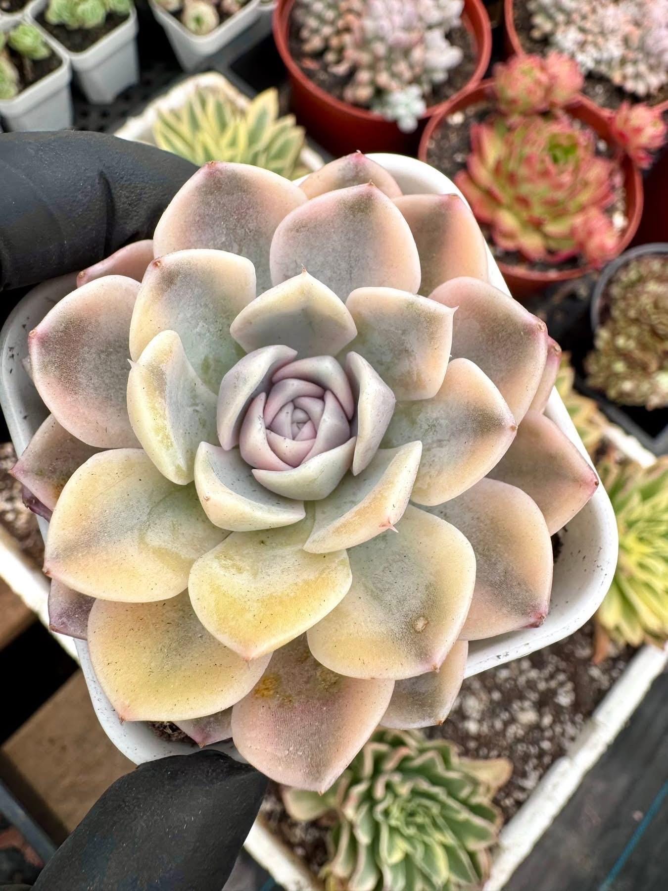 Echeveria Tynie Berger Variegated | Rare Imported Succulent | Collector’s Succulent