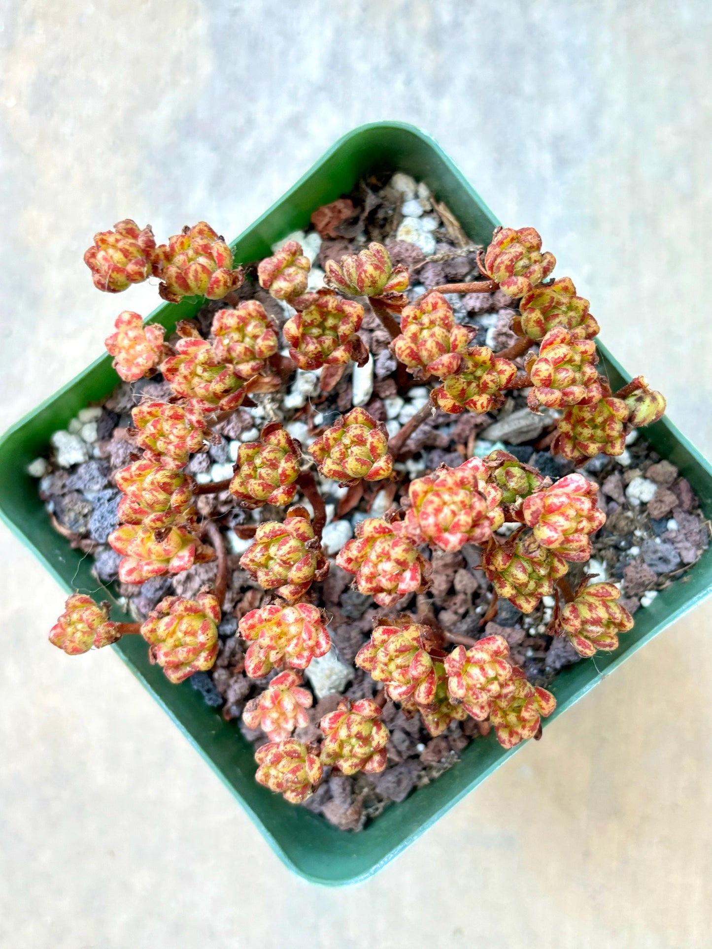 Aeonium Sedifolium Variegated | Live Succulent Plant | Korean Succulent | Rare Imported Echeveria | Imported Plants