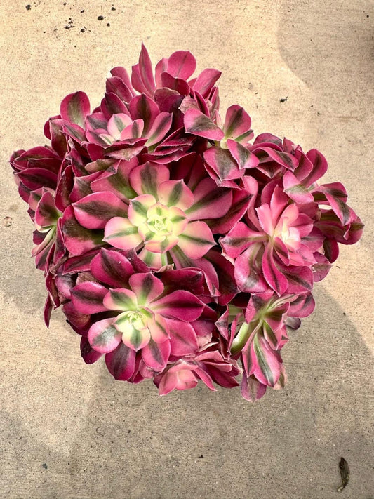 Aeonium Valentine | Live Succulent Plant | Imported Succulent