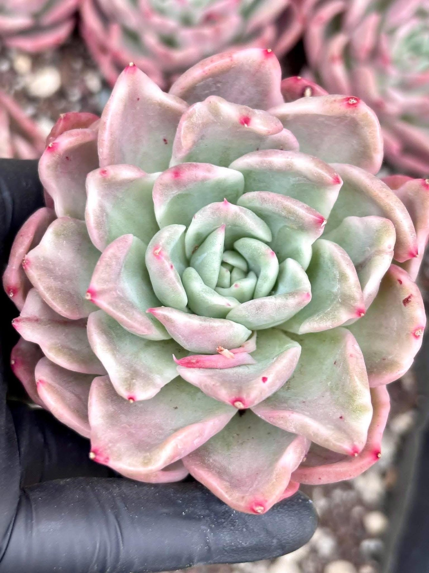 Echeveria Floriana Variegated | Live Succulent Plant | Korean Succulent | Rare Imported Echeveria | Imported Plants