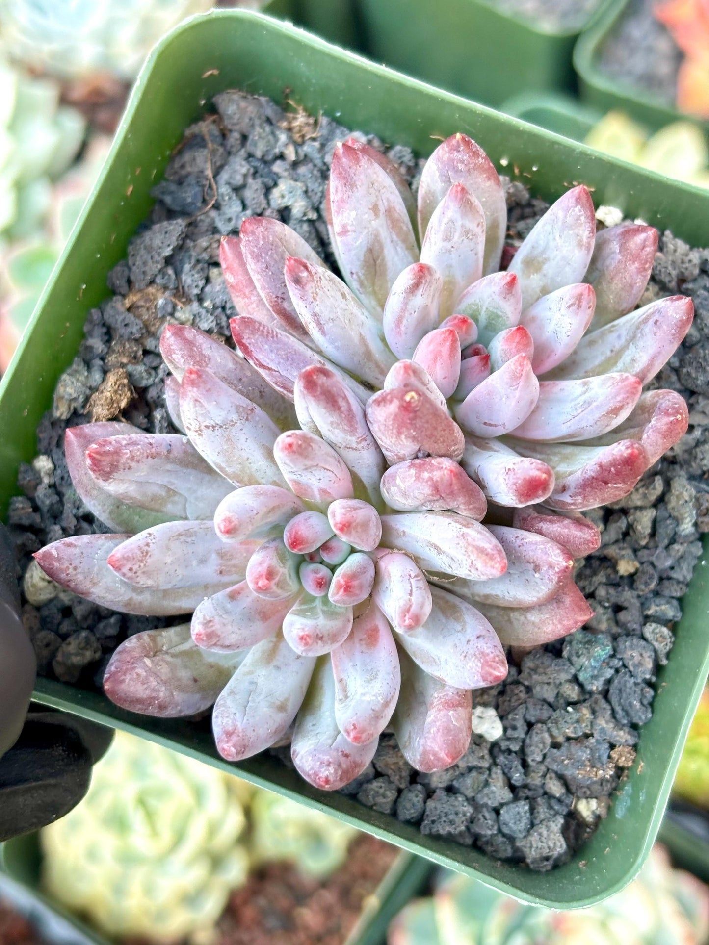 Echeveria Goldfish Hime | Live Succulent Plant | Korean Succulent | Rare Imported Echeveria | Imported Plants