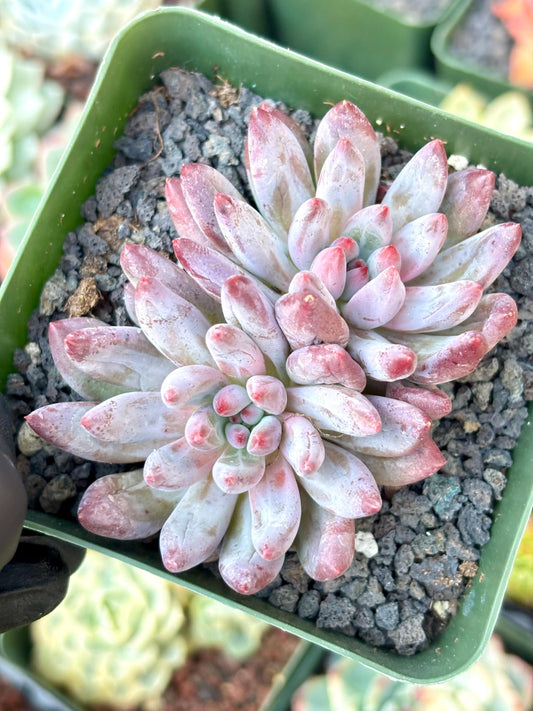 Echeveria Goldfish Hime | Live Succulent Plant | Korean Succulent | Rare Imported Echeveria | Imported Plants