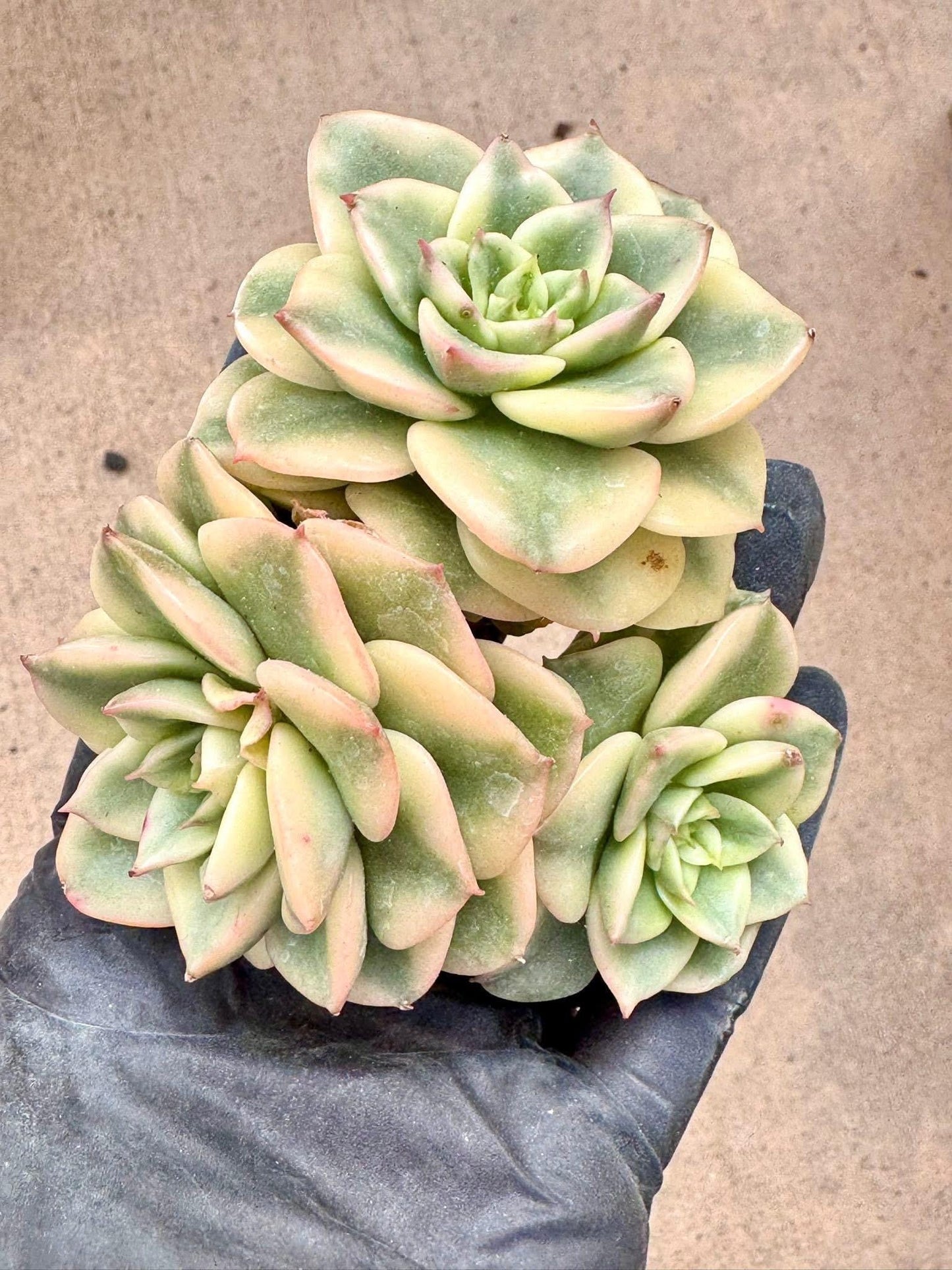 Echeveria Rolly Variegated | Live Succulent Plant | Imported Plants | Imported Echeveria