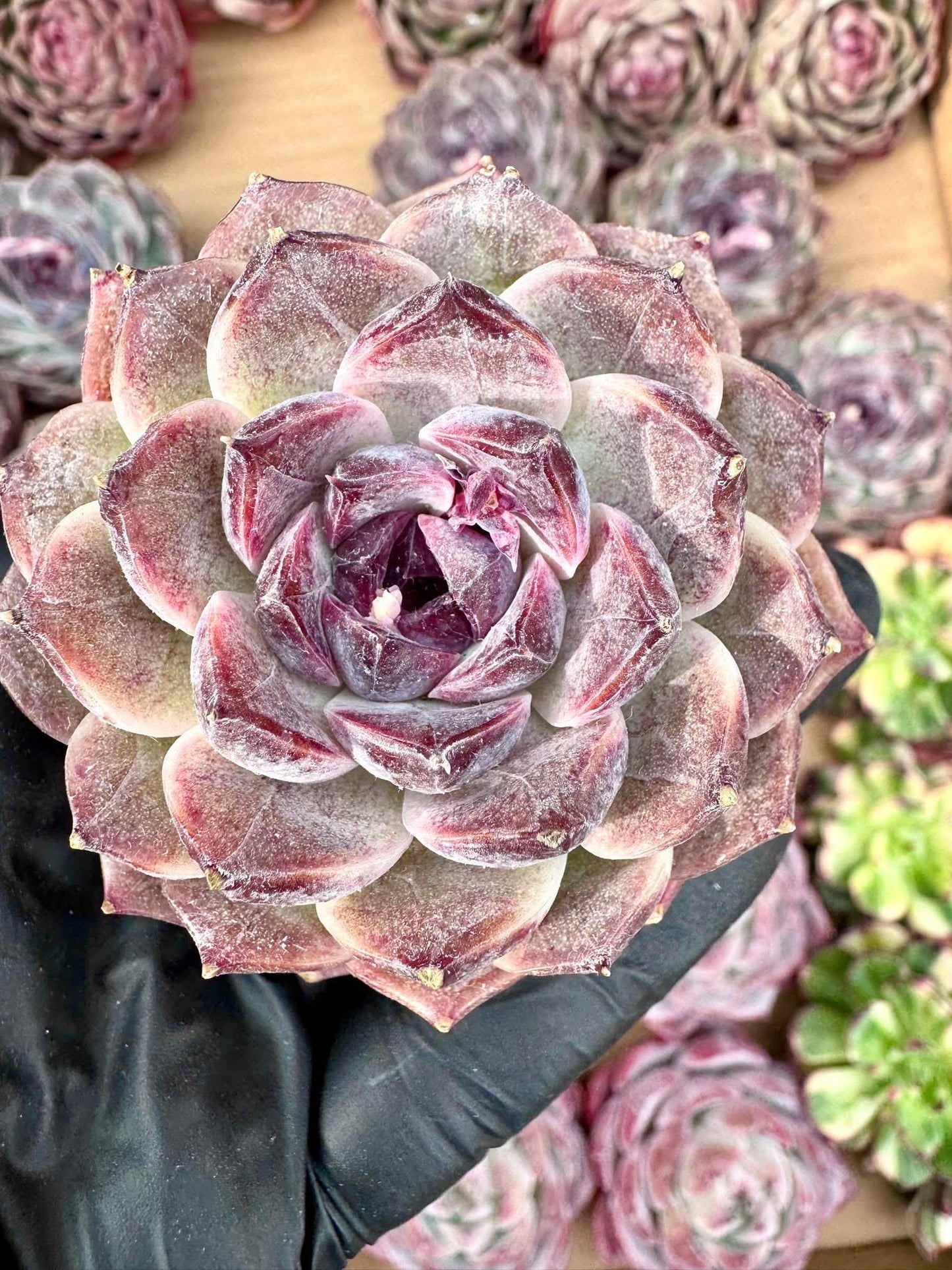 Echeveria Cao Cao | Rare Imported Succulent | Collector’s Succulent