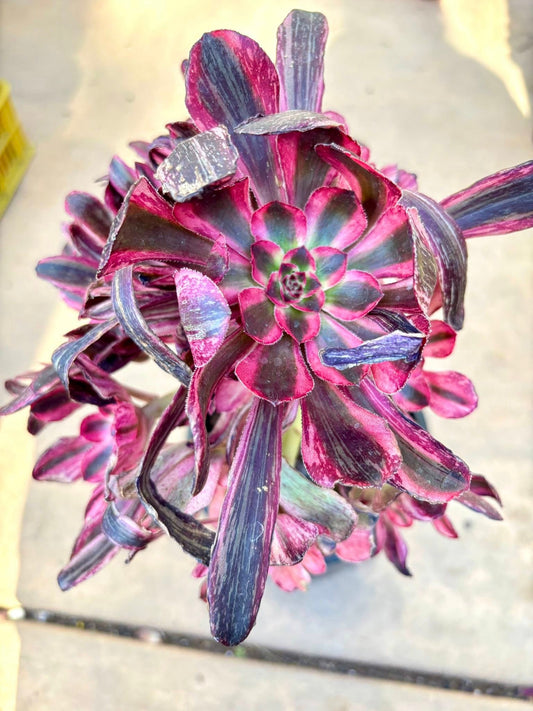 Aeonium Diamond Dragon | Live Succulent Plant | Korean Succulent | Rare Imported Echeveria | Imported Plants