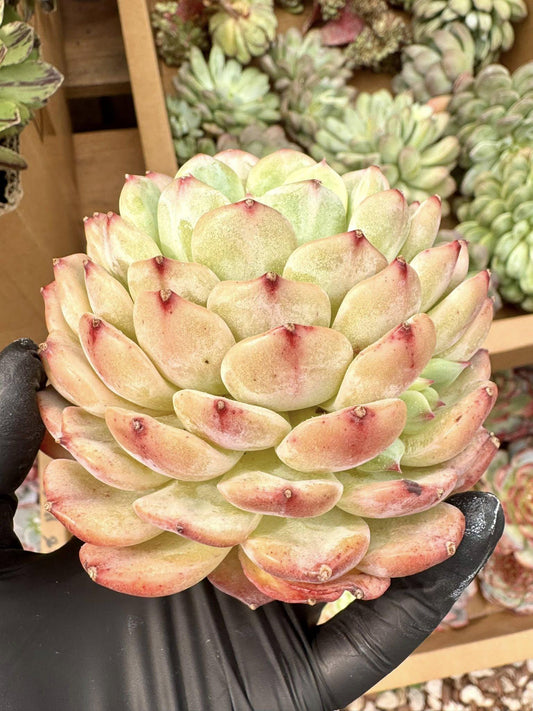 Echeveria Moon Lake | Live Succulent Plant | Korean Succulent