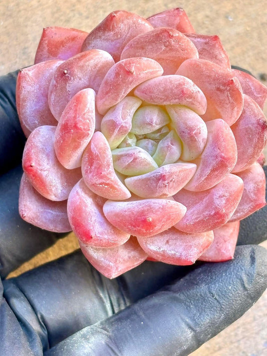 Echeveria Shiranui Live Succulent Plant | Rare Imported Echeveria | Imported Plants