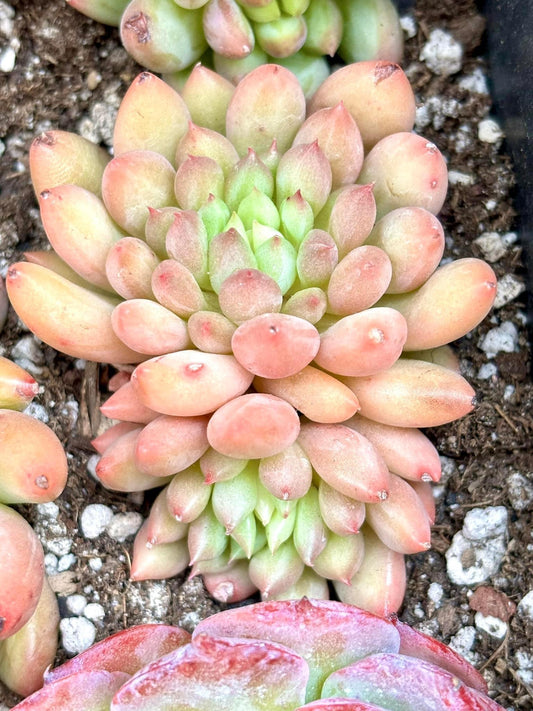 Echeveria Pink Lotus | Live Succulent Plant | Korean Succulent | Variegated Echeveria | Imported Plants