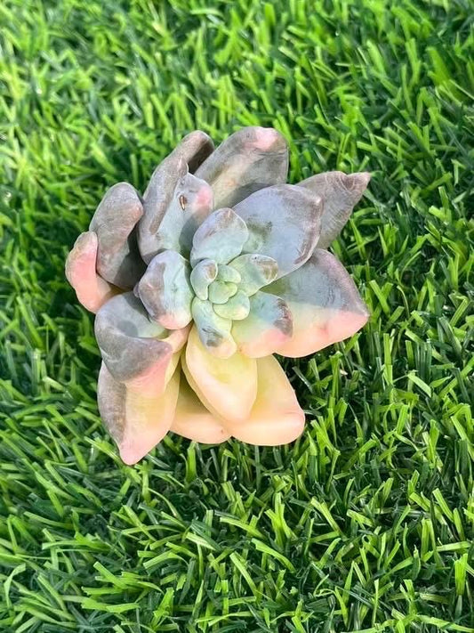 Sedeveria Blue Mist Variegated | Rare Imported Succulent | Collector’s Succulent