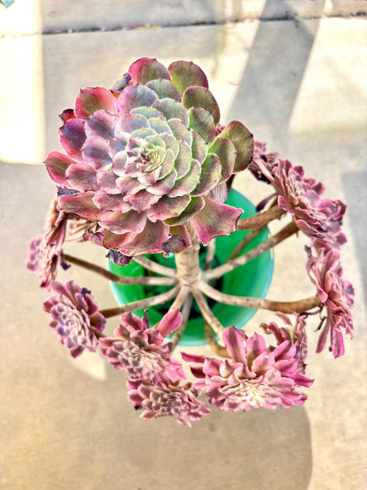 Aeonium Colored Glaze Variegated | Live Succulent Plant | Korean Succulent | Rare Imported Echeveria | Imported Plants