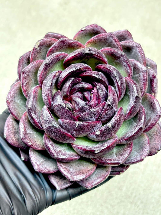 Echeveria Black Warrior | Live Succulent Plant | Korean Succulent | Variegated Pachyveria | Imported Plants