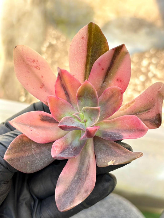 Echeveria Hanaikada Variegated | Live Succulent Plant | Korean Succulent | Variegated Pachyveria | Imported Plants