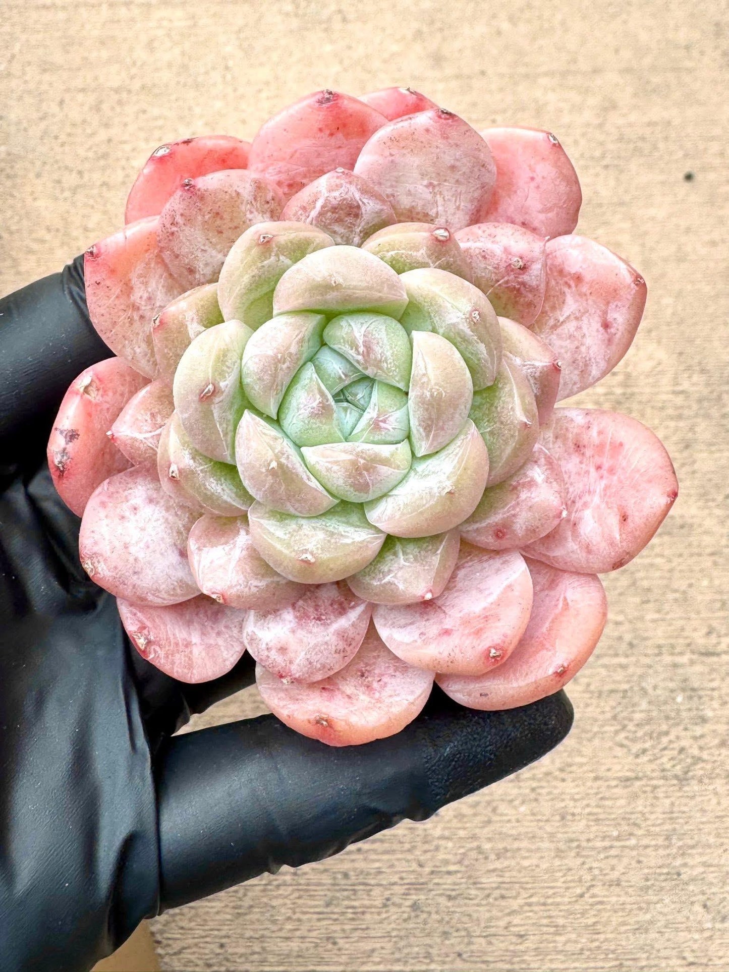 Echeveria Pigeon Egg | Rare Imported Succulent | Collector’s Succulent
