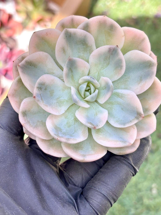 Echeveria Snowball Variegated | Live Succulent Plant | Korean Succulent | Rare Imported Echeveria | Imported Plants