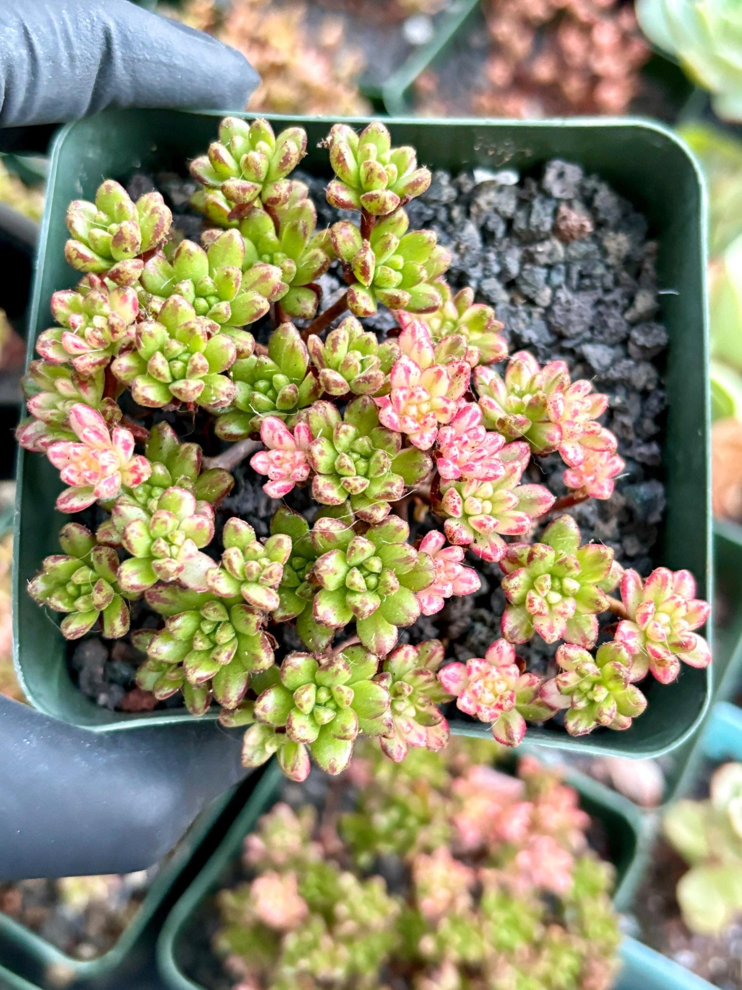 Aeonium Sedifolium Variegated | Live Succulent Plant | Korean Succulent | Rare Imported Echeveria | Imported Plants