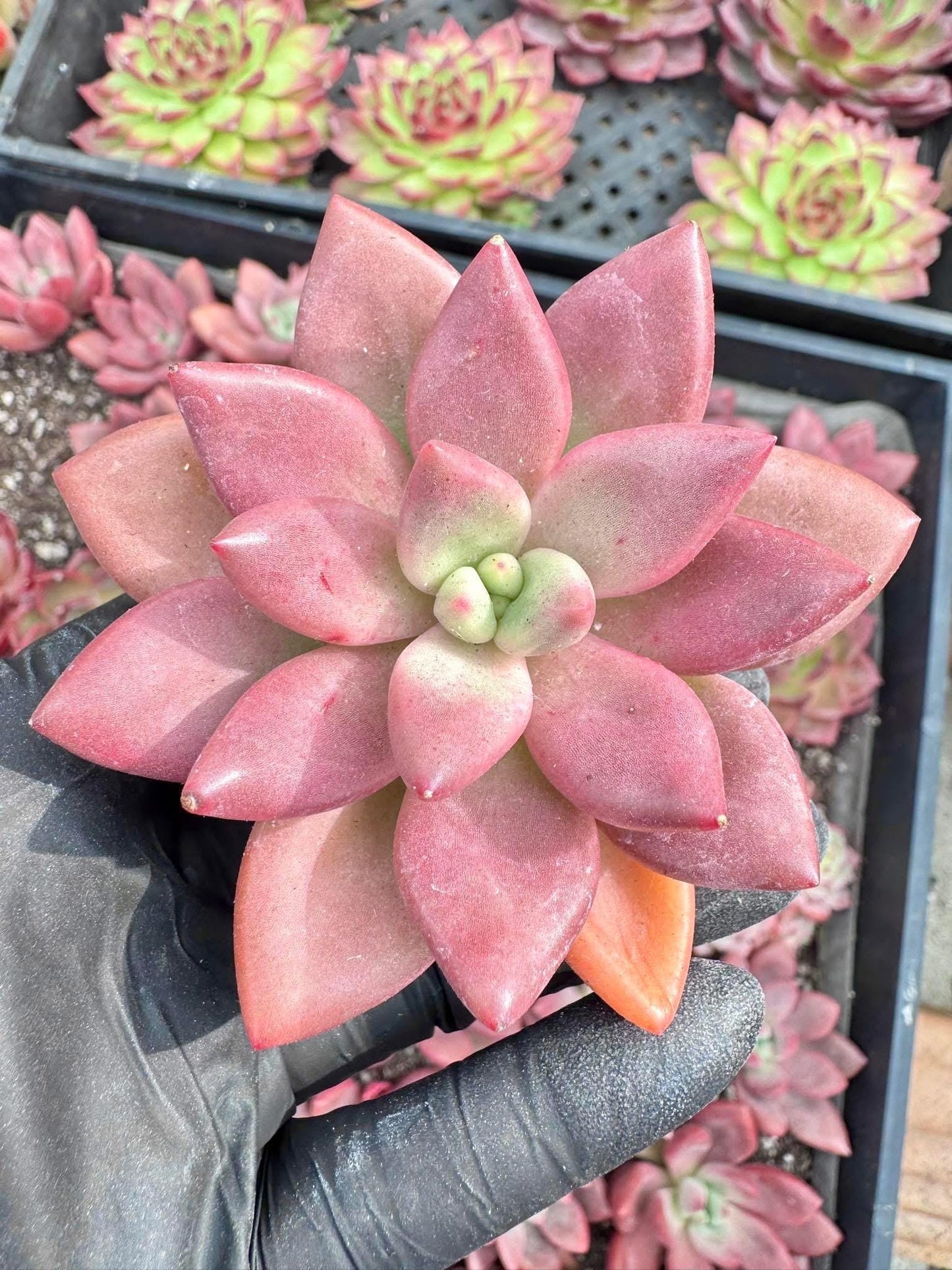 Echeveria Peach Garden | Live Succulent Plant | Echeveria Cluster | Rare Imported Echeveria | Imported Plants