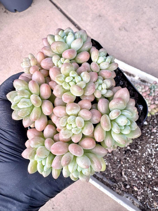 Echeveria Daphne | Rare Imported Succulent | Collector Succulent