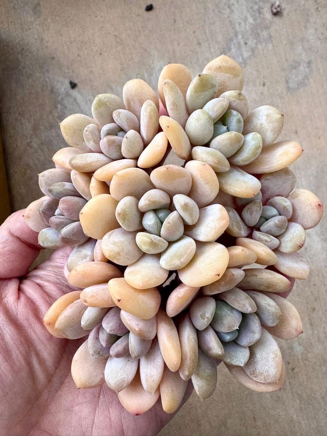 Echeveria White Rose | Rare Imported Succulent | Collector’s Succulent
