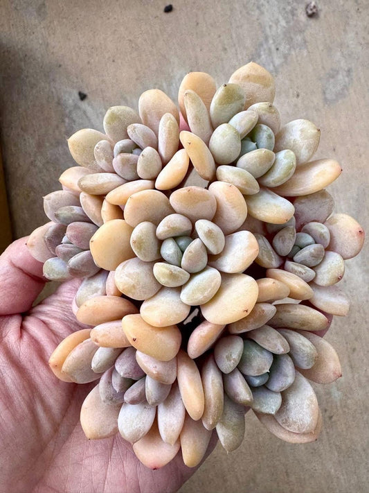 Echeveria White Rose | Rare Imported Succulent | Collector’s Succulent