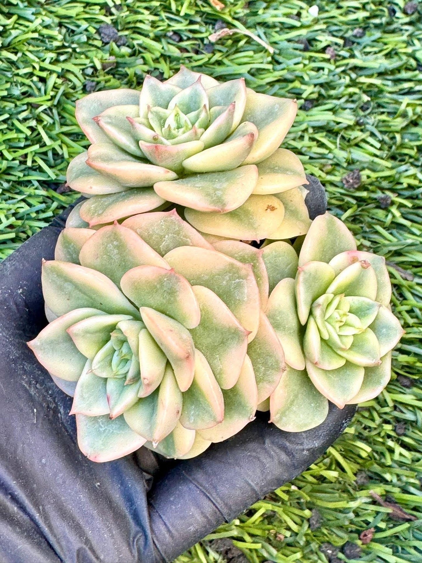 Echeveria Rolly Variegated | Live Succulent Plant | Imported Plants | Imported Echeveria