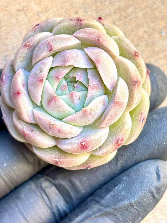 Echeveria Pink Lady | Live Succulent Plant | Korean Succulent | Rare Imported Echeveria | Imported Plants
