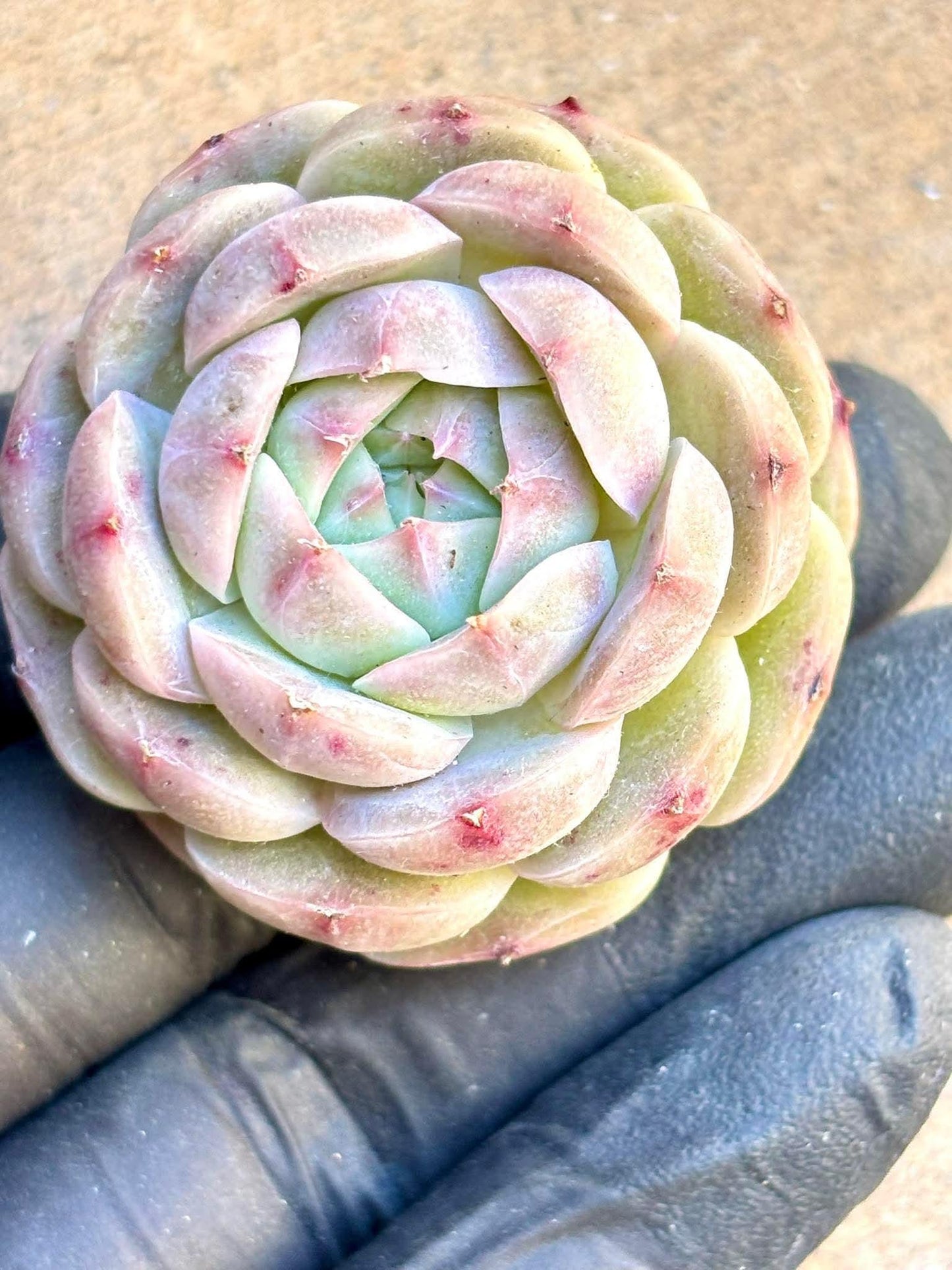 Echeveria Pink Lady | Live Succulent Plant | Korean Succulent | Rare Imported Echeveria | Imported Plants