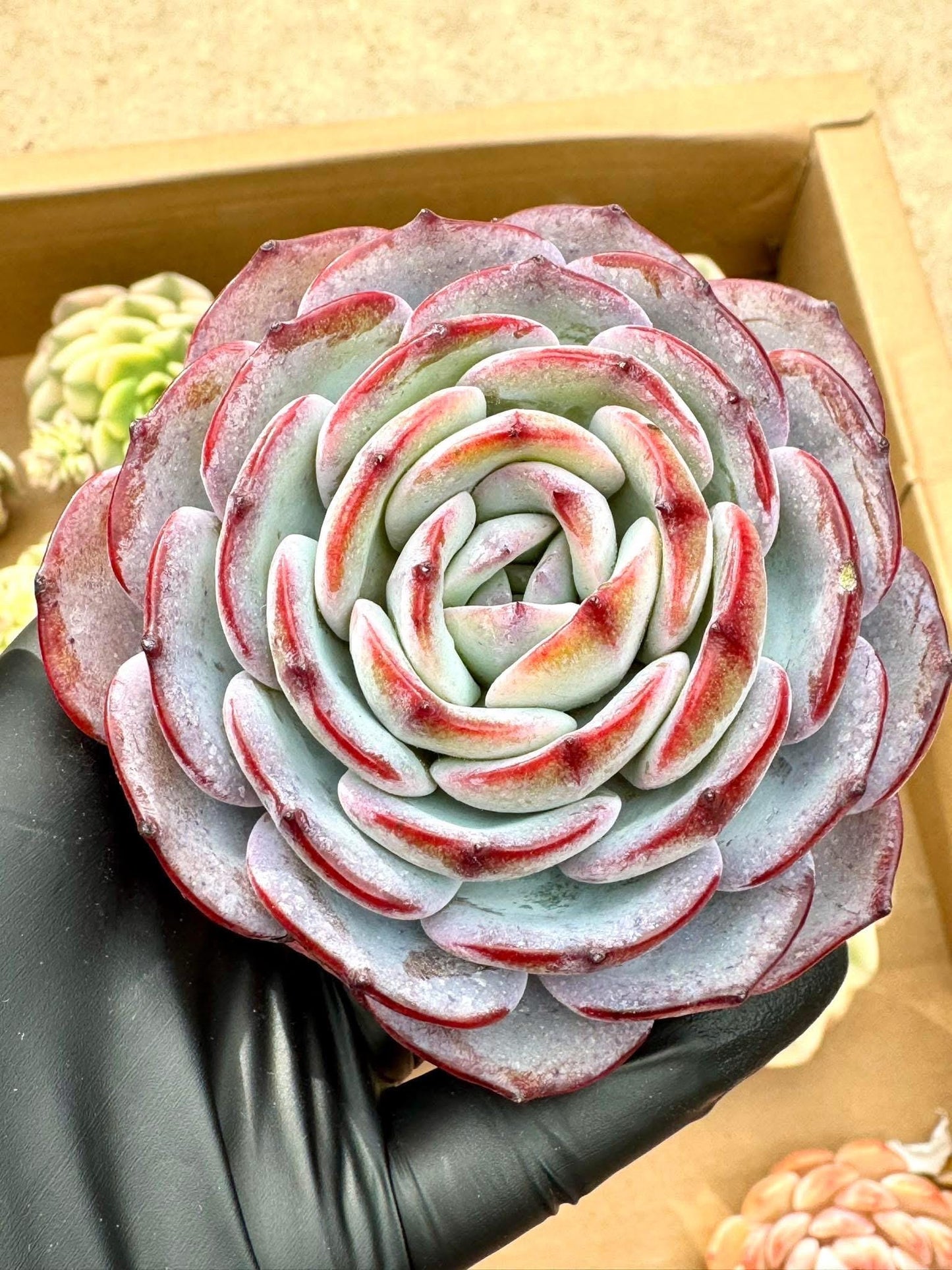 Echeveria Tiffany Blue | Rare Imported Succulent | Collector’s Succulent
