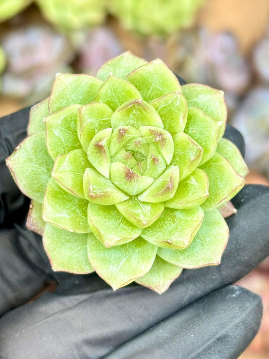 Echeveria Queen Jenny | Live Succulent Plant | Korean Succulent | Rare Imported Echeveria | Imported Plants