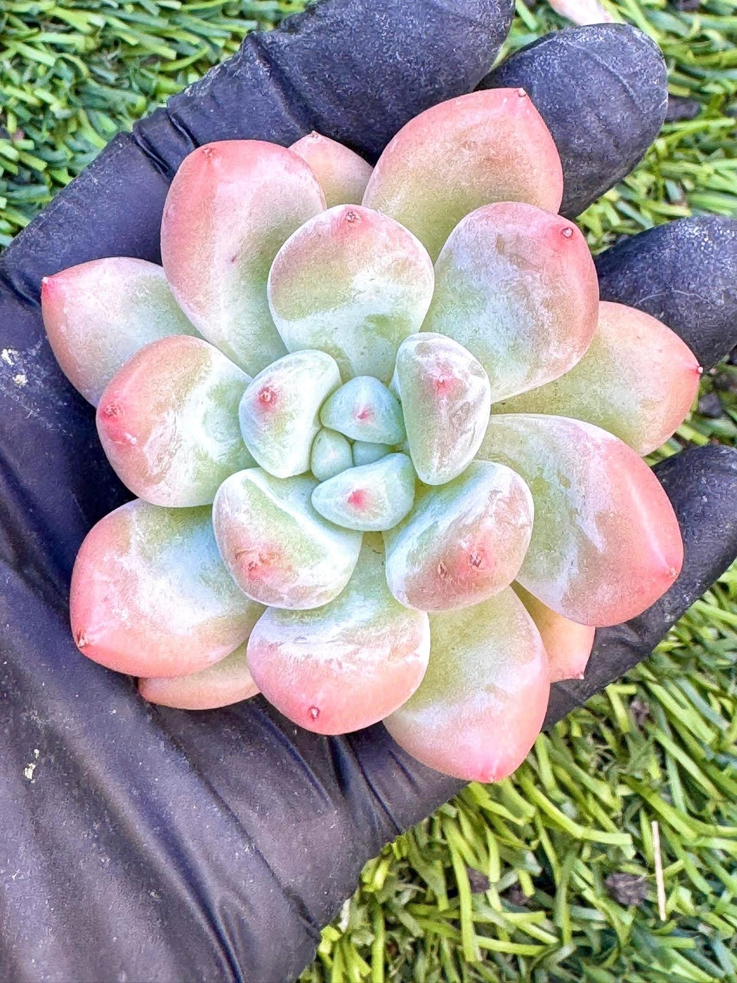 Echeveria Carola Beauty | Live Succulent Plant | Korean Succulent | Rare Imported Echeveria | Imported Plants