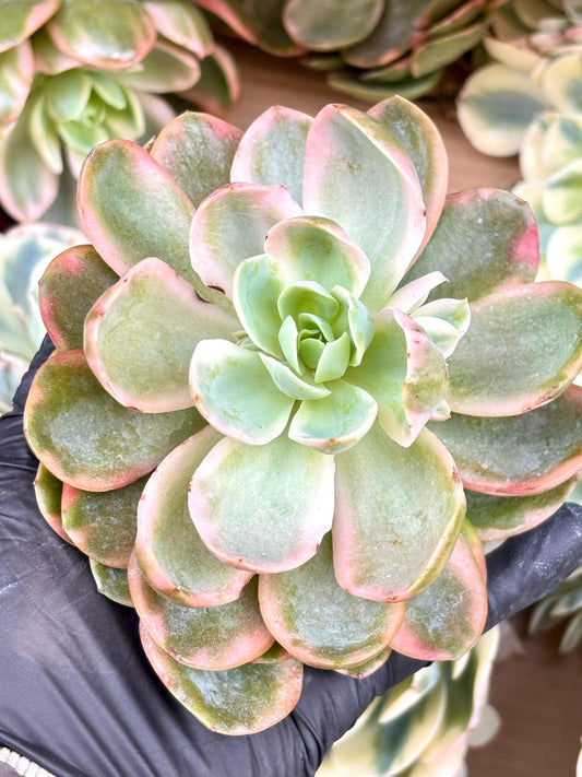 Echeveria Pansy Variegated | Live Succulent Plant | Korean Succulent | Variegated Echeveria | Imported Plants | Echeveria Cluster